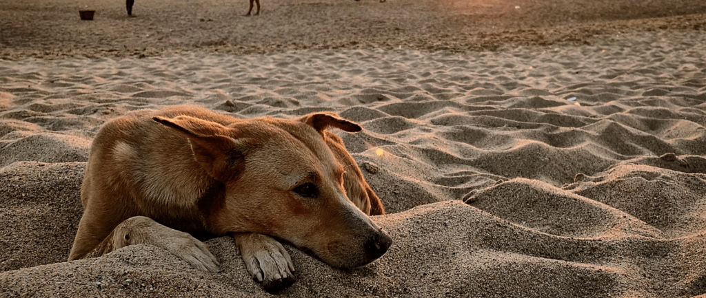 旅行中に犬が「発散すべきストレス」を感じているサインは?
