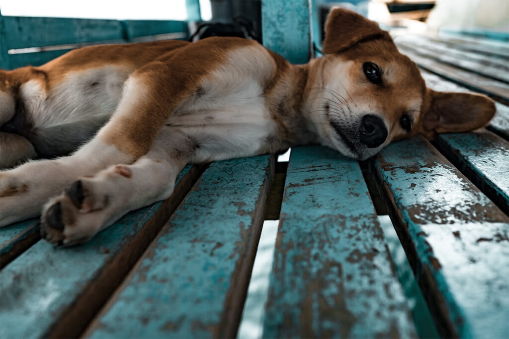 旅行中に犬が熱中症になった場合の対処方法は?｜暑さ対策