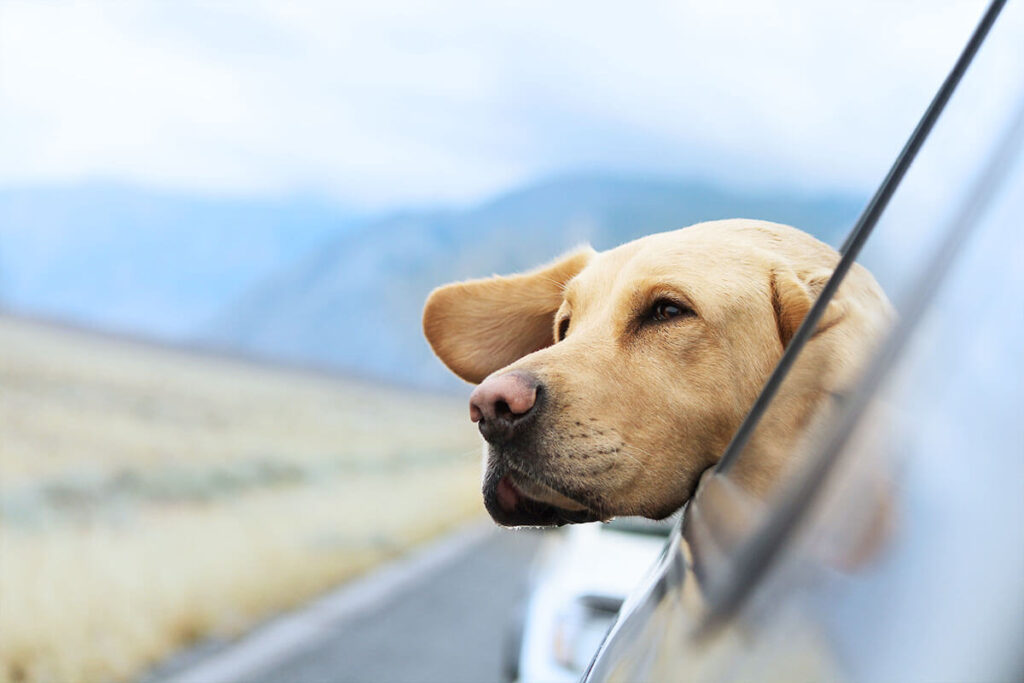 車中泊における暑さ対策方法5選｜犬連れ車旅行
