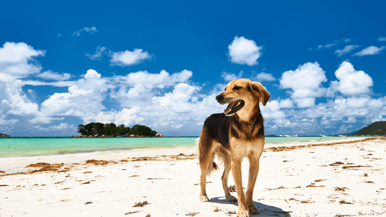 綺麗な海と犬