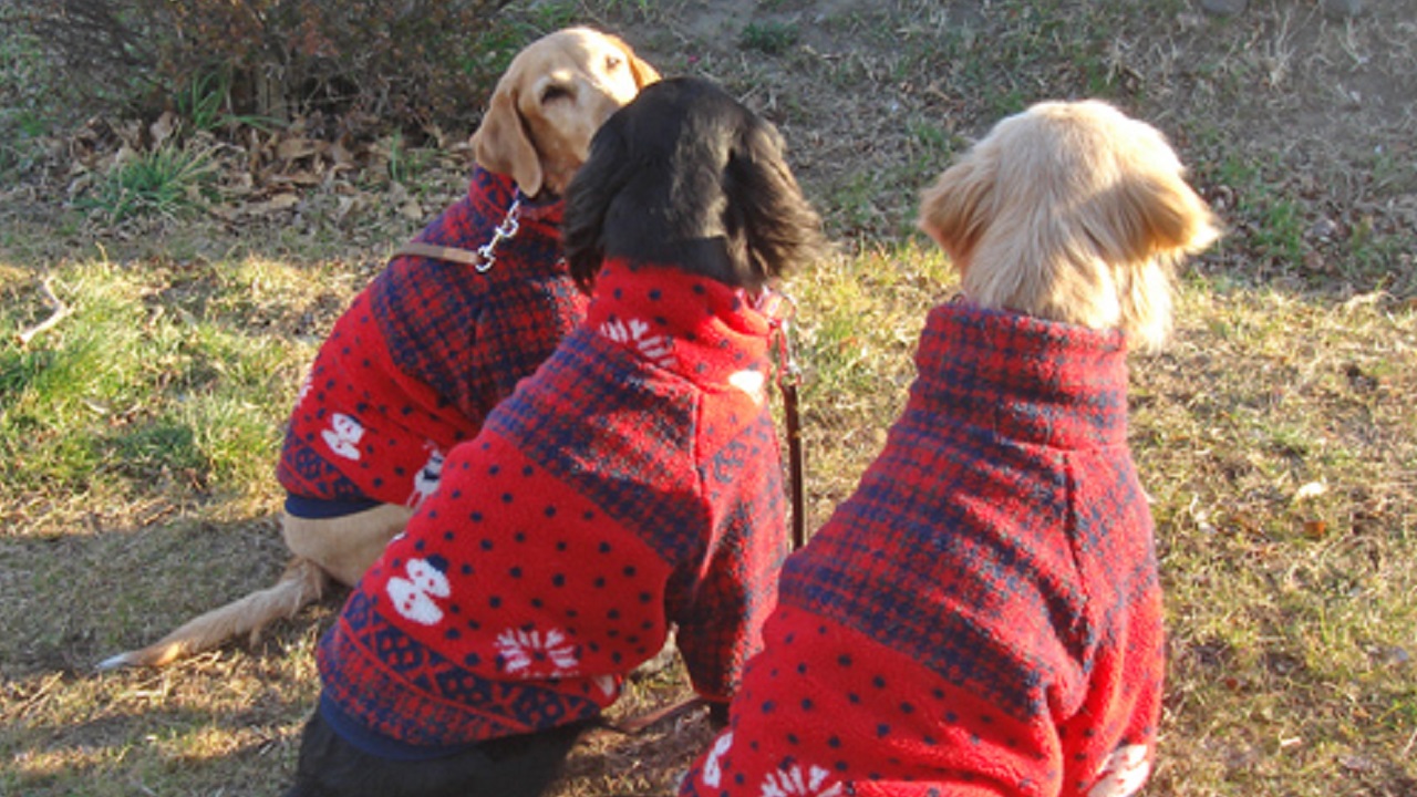 洋服を着た3匹の犬