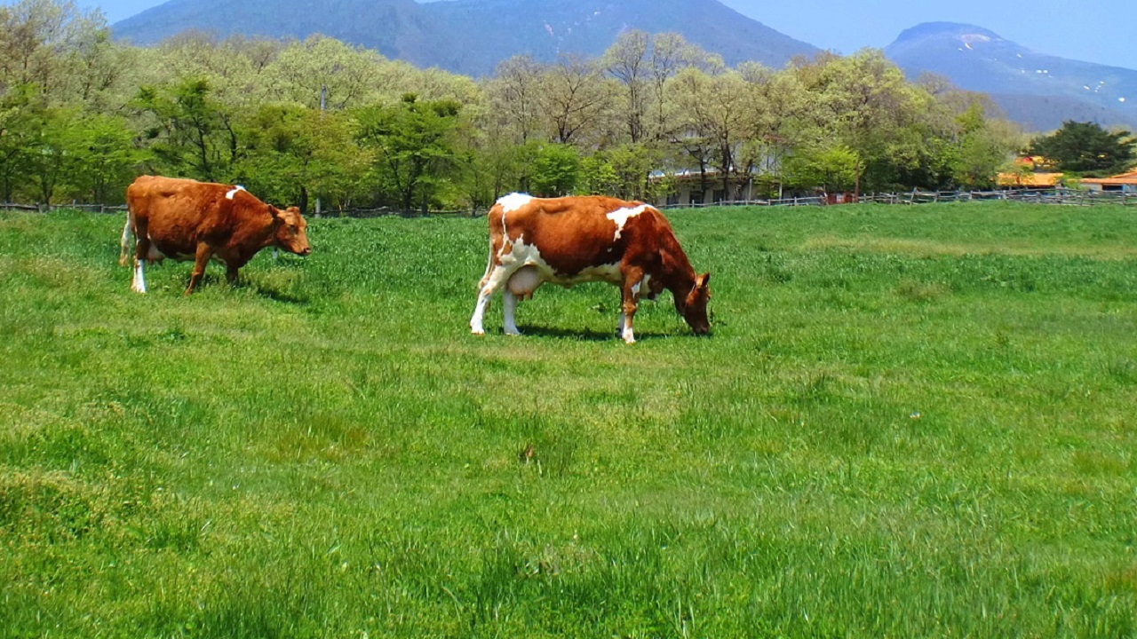 那須南ヶ丘牧場の牛