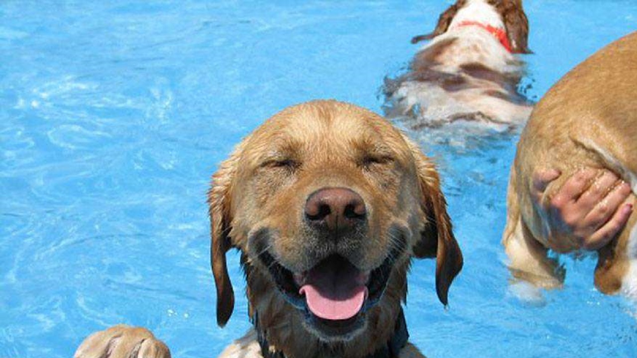 プールの中でにっこり笑っている犬