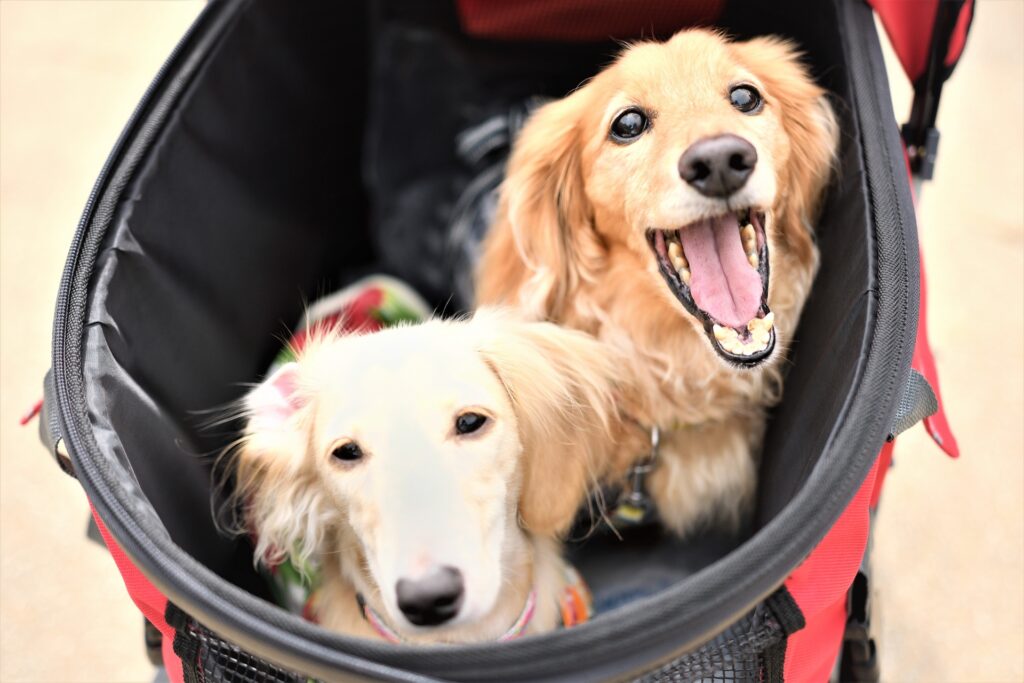 犬のためのバギー（ペットカート）の選び方｜旅行での必要性を考慮する