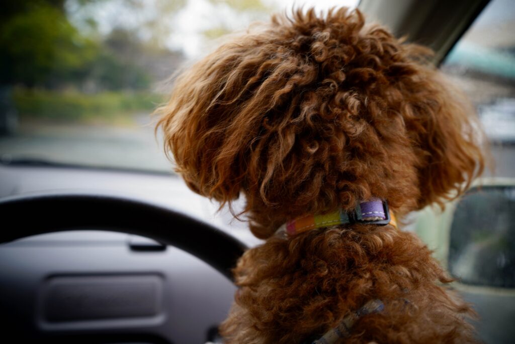旅行で犬と車内泊をする場合の暑さ対策方法は?