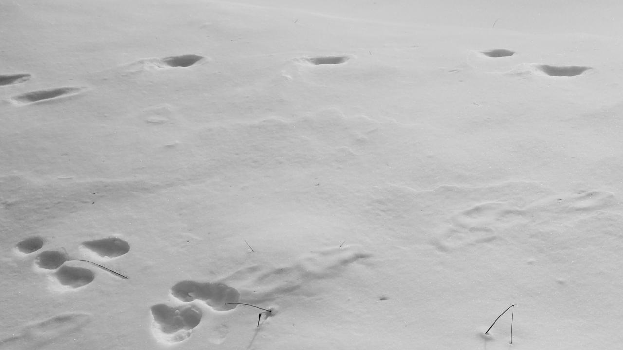 雪の上の動物の足跡
