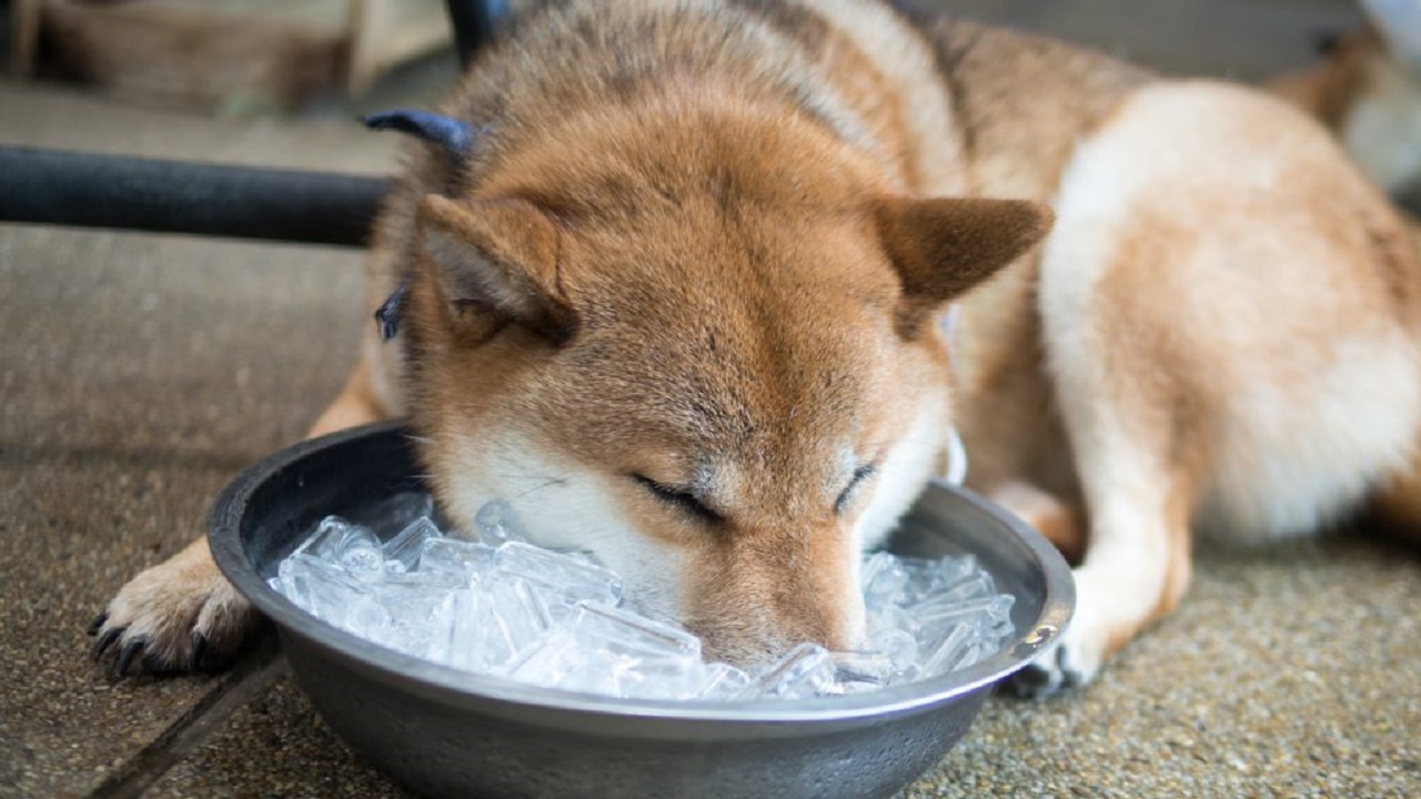 氷が沢山入っている容器に顔を入れている犬