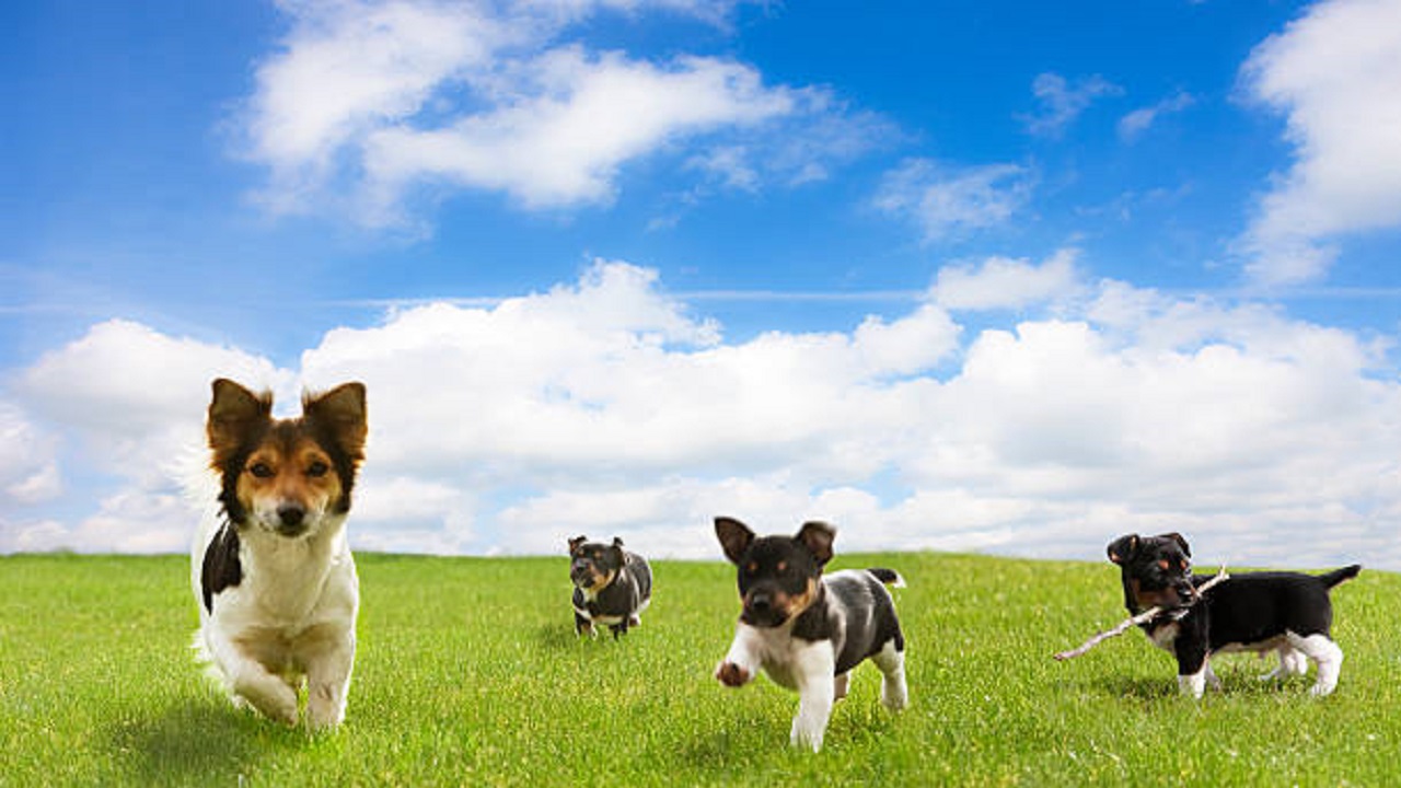 芝生の上を走る４匹の子犬