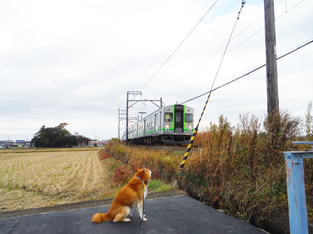 犬の乗車料金やその他のルールは各鉄道会社によって異なる【犬との旅行】