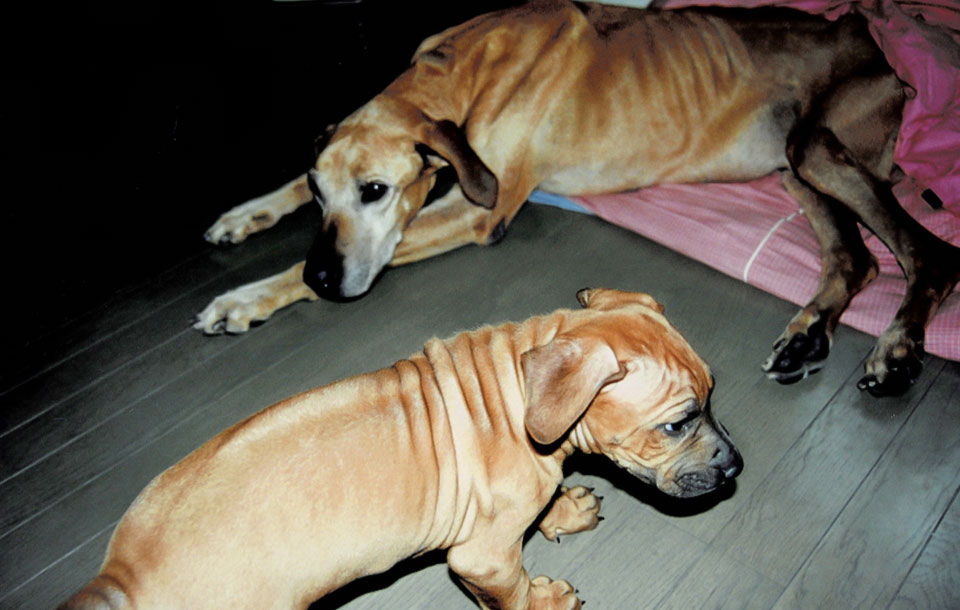 ローデシアン・リッジバック最初の犬が亡くなる間際に２匹目が来た頃アヌビスちゃんとサナンダちゃん