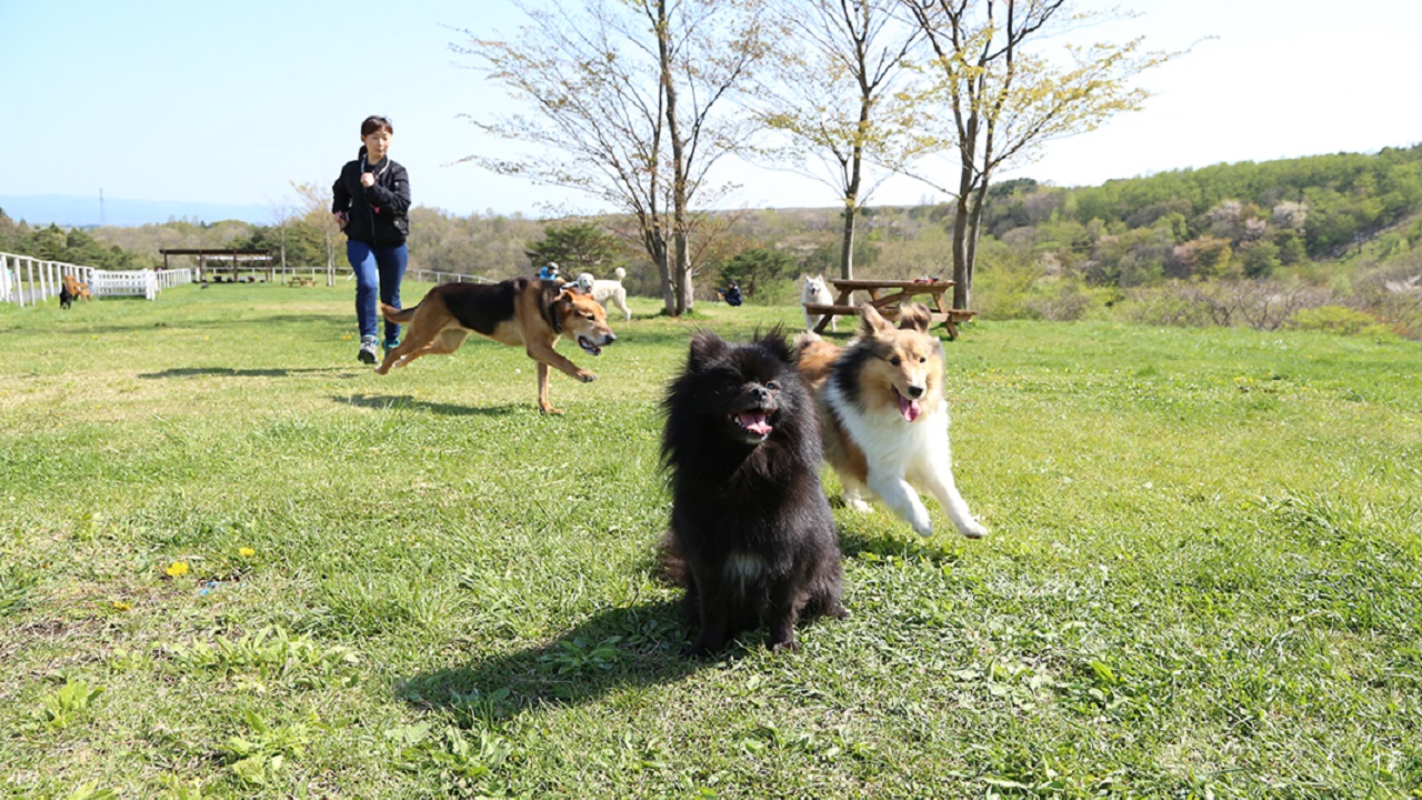 那須どうぶつ王国 愛犬が他の動物とご対面 犬も楽しめる動物王国 Hagu Resort