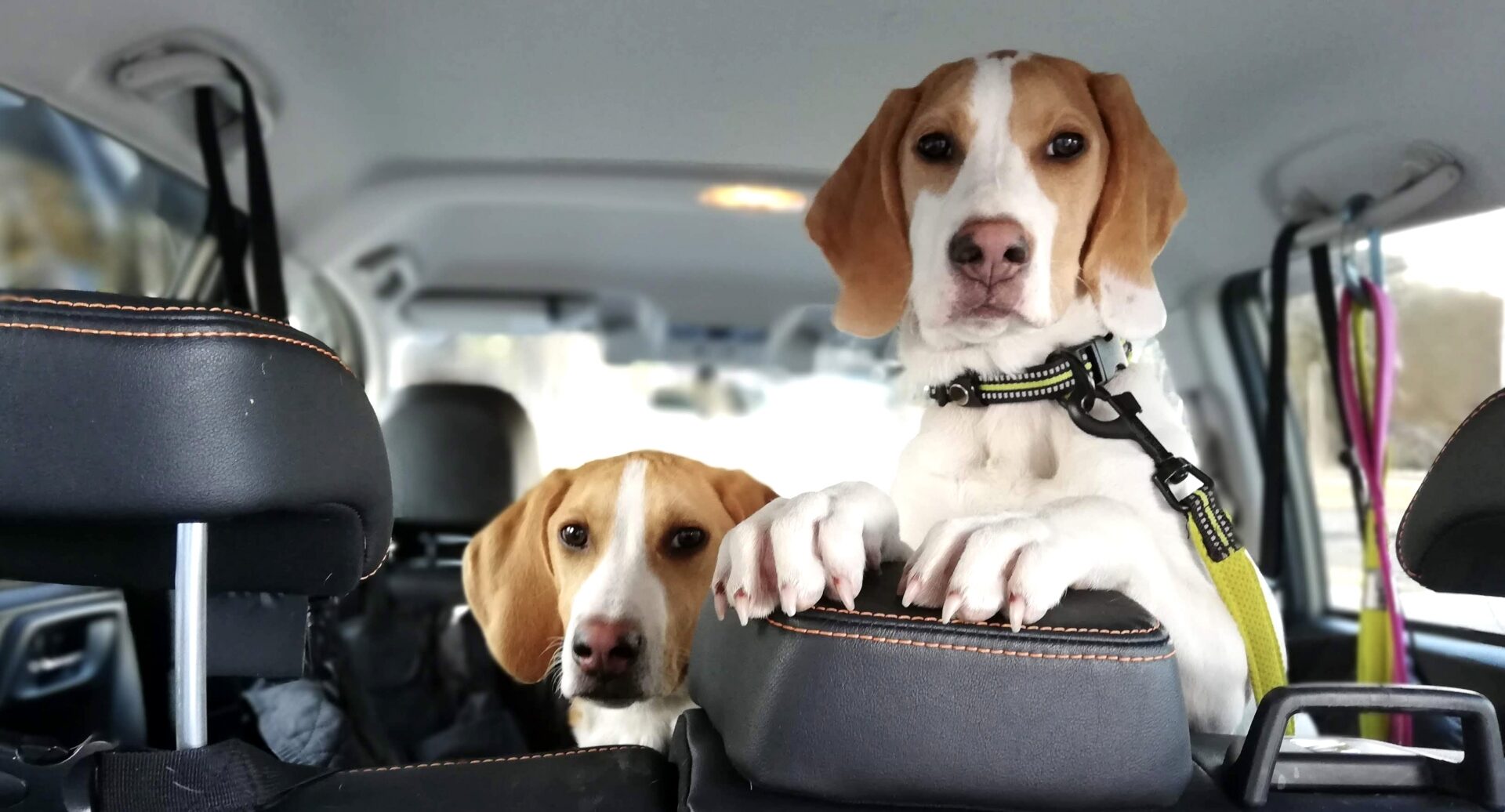 【犬のしつけ専門家が解説】犬との車中泊の上手な方法｜犬連れ車旅行