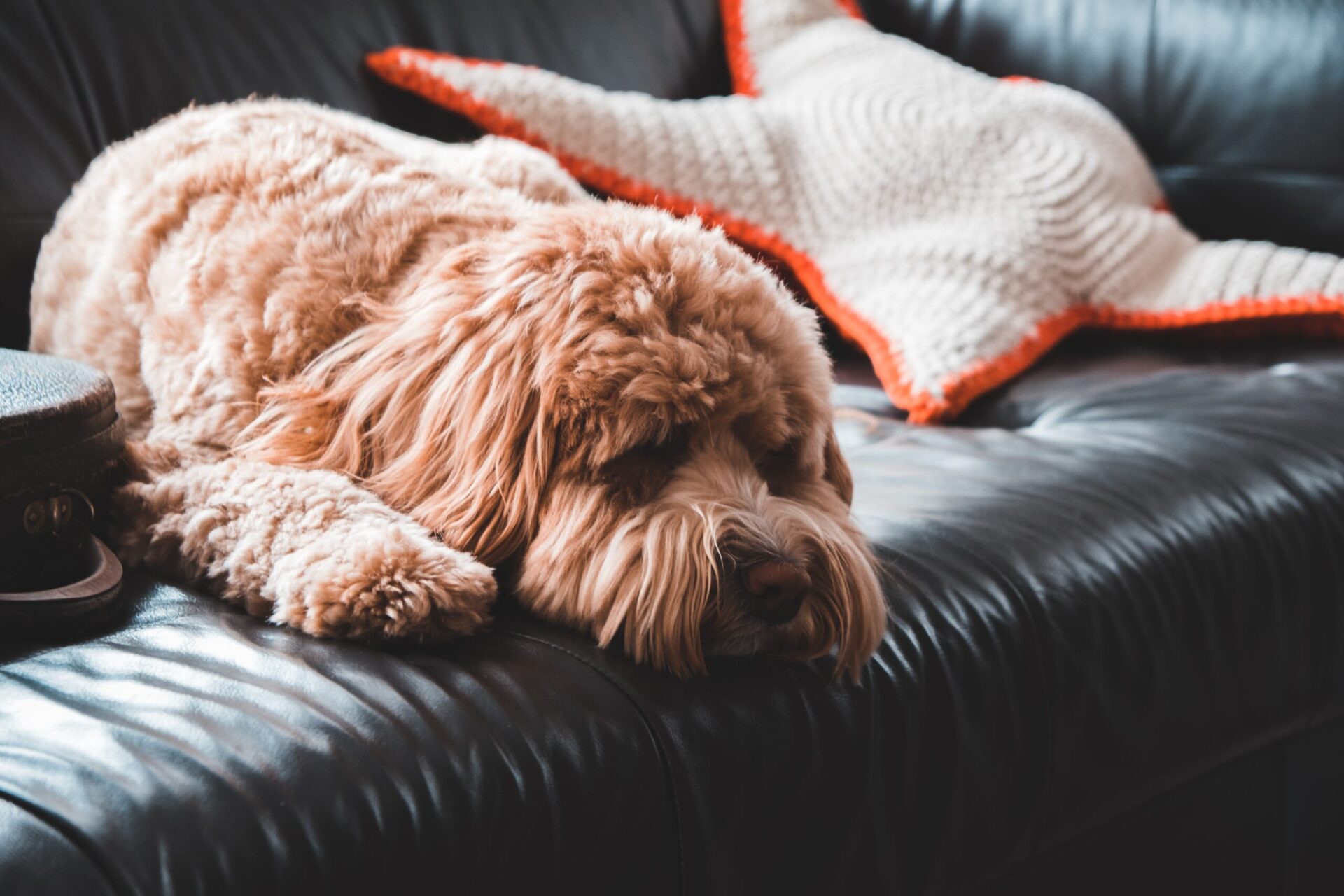 【犬のしつけ専門家が解説】家の中で犬を飼う場合の暑さ対策方法
