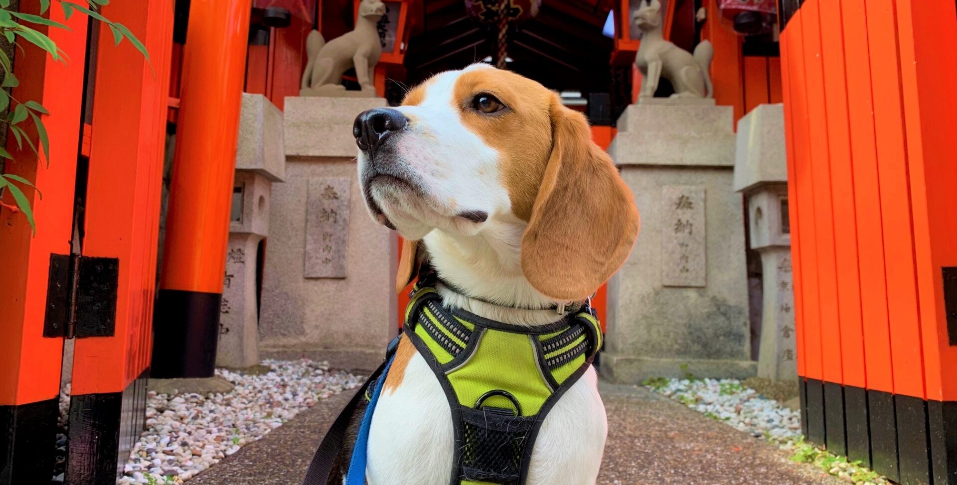 【犬のしつけ専門家が紹介】犬と参拝出来る神社・マナー｜犬との旅行
